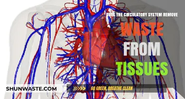How the Circulatory System Eliminates Waste from Tissues: Explained