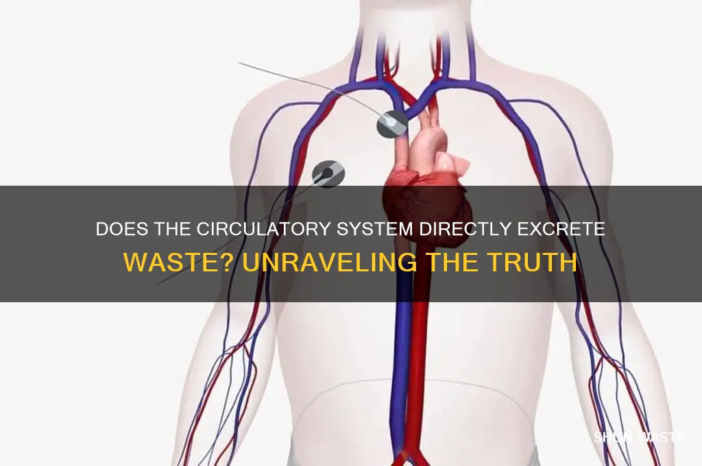 does the circulatroy system directyly excrete waste