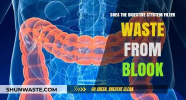 Digestive System's Role: Filtering Waste from Blood Explained