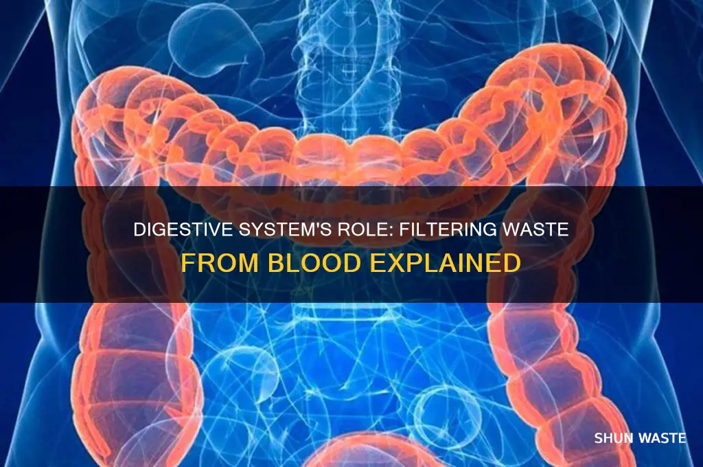 does the digestive stystem filter waste from blook