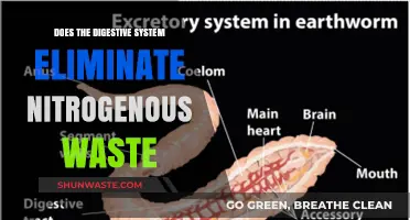 How the Digestive System Handles Nitrogenous Waste Elimination