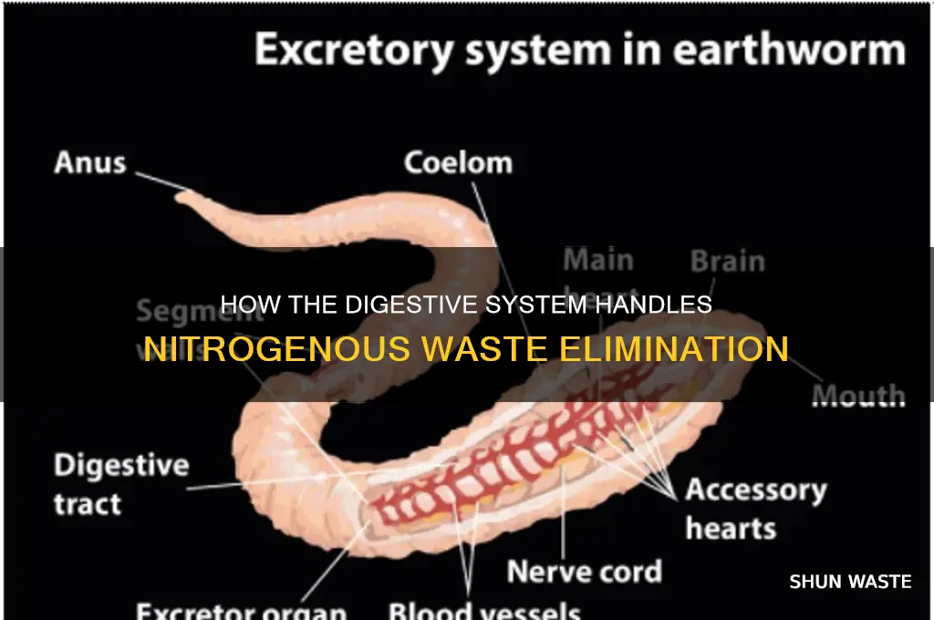 does the digestive system eliminate nitrogenous waste