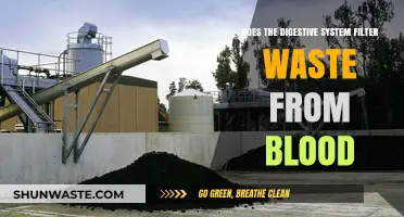 How the Digestive System Manages Waste and Blood Filtration