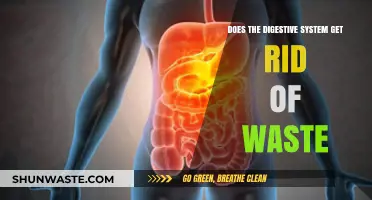 How Your Digestive System Eliminates Waste: A Complete Breakdown