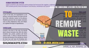 Endocrine System's Role: Filtering Blood Waste or Hormone Regulation?