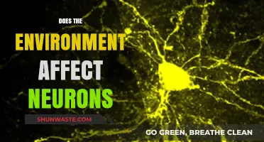 How Environmental Factors Shape Neuronal Function and Brain Health