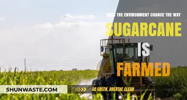Environmental Factors Shaping Sugarcane Farming Practices and Sustainability