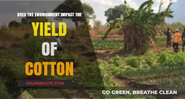 Environmental Factors Shaping Cotton Yield: Insights and Implications