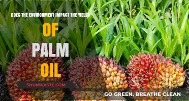 Environmental Factors and Their Influence on Palm Oil Yields