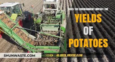 Environmental Factors Shaping Potato Yields: Insights and Implications