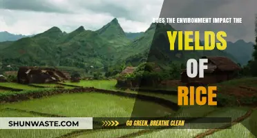 Environmental Factors and Their Influence on Rice Yield: A Comprehensive Analysis