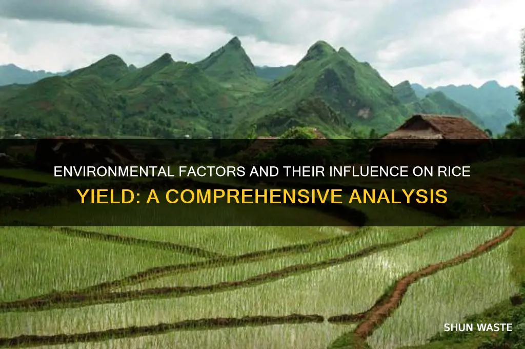 does the environment impact the yields of rice