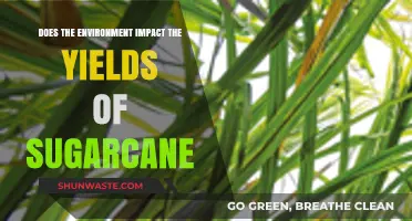 Environmental Factors Shaping Sugarcane Yields: Insights and Impacts
