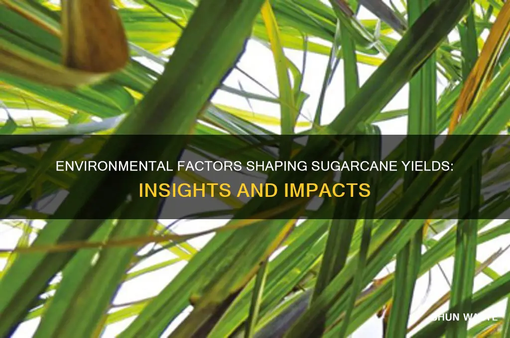 does the environment impact the yields of sugarcane