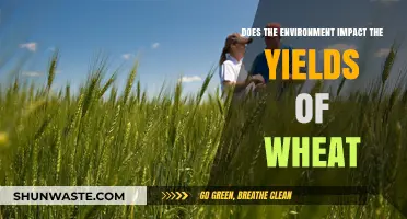 Environmental Factors and Their Influence on Wheat Yield Production