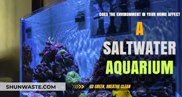 Home Environment's Impact on Saltwater Aquarium Health and Stability