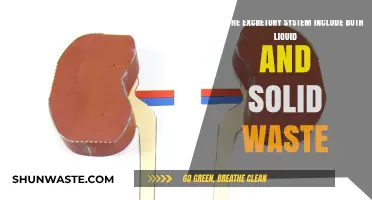 Excretory System: Managing Liquid and Solid Waste in the Body