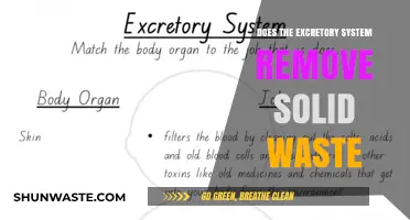 Does the Excretory System Handle Solid Waste? Unraveling the Truth