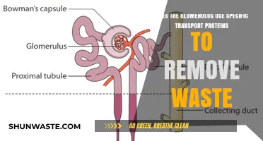 Glomerulus Waste Removal: Role of Specific Transport Proteins Explained
