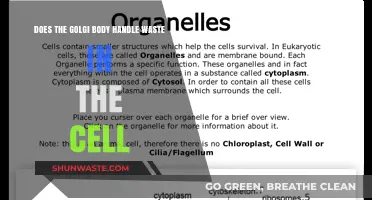 Golgi Body's Role: Waste Management or Cellular Processing Hub?
