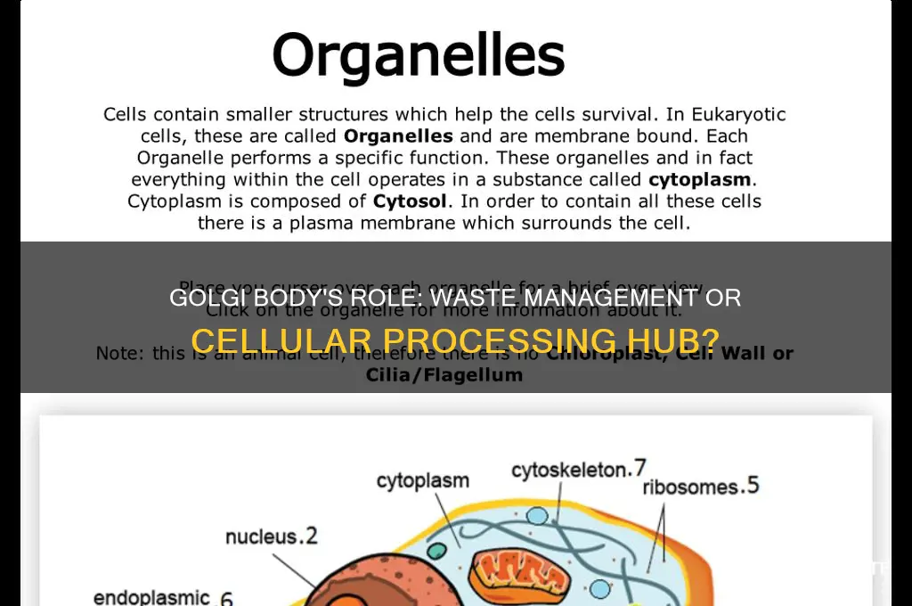 does the golgi body handle waste in the cell