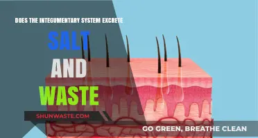 Does the Integumentary System Excrete Salt and Waste? Exploring Skin Functions