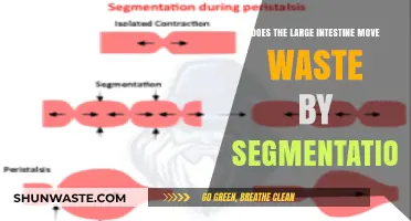 How Does the Large Intestine Use Segmentation to Move Waste?