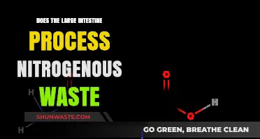 How the Large Intestine Handles Nitrogenous Waste: A Detailed Look