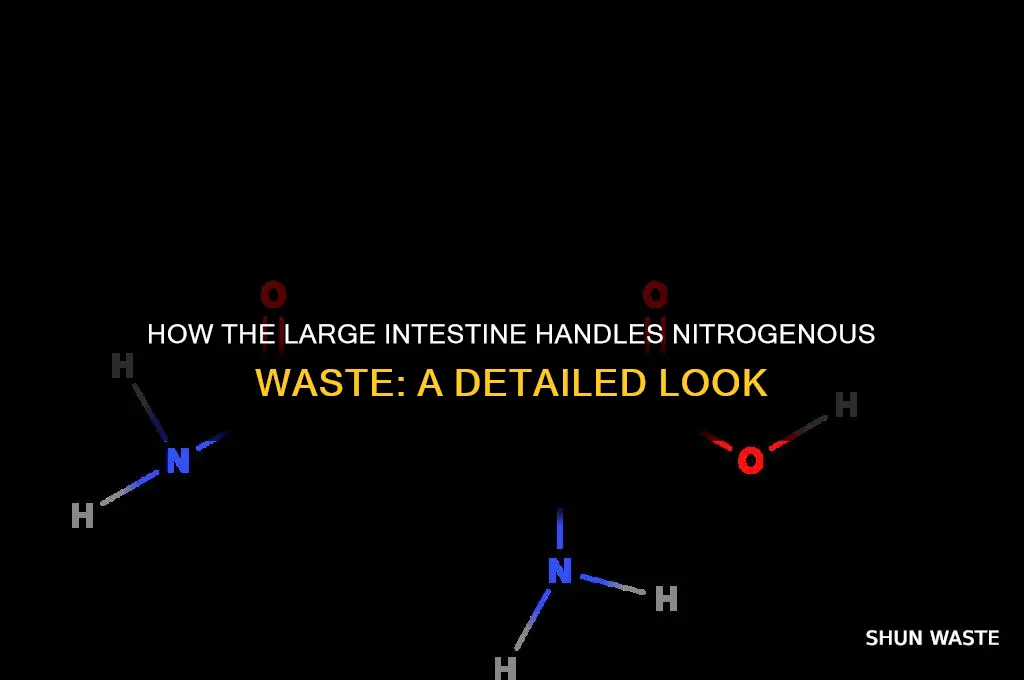 does the large intestine process nitrogenous waste