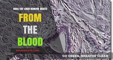 How the Liver Cleanses Blood: Waste Removal Explained