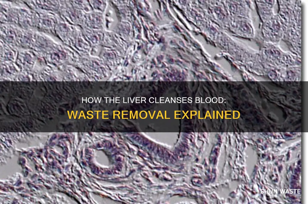 does the liver remove waste from the blood