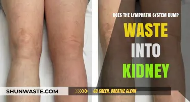Lymphatic System and Kidney Waste: Unraveling the Connection