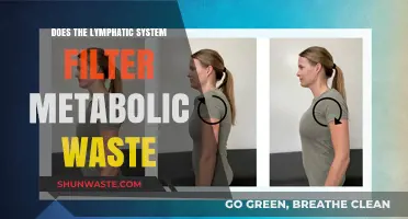 How the Lymphatic System Filters Metabolic Waste: A Comprehensive Guide