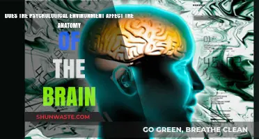 Psychological Environment's Impact on Brain Anatomy: Unraveling the Mind-Structure Connection