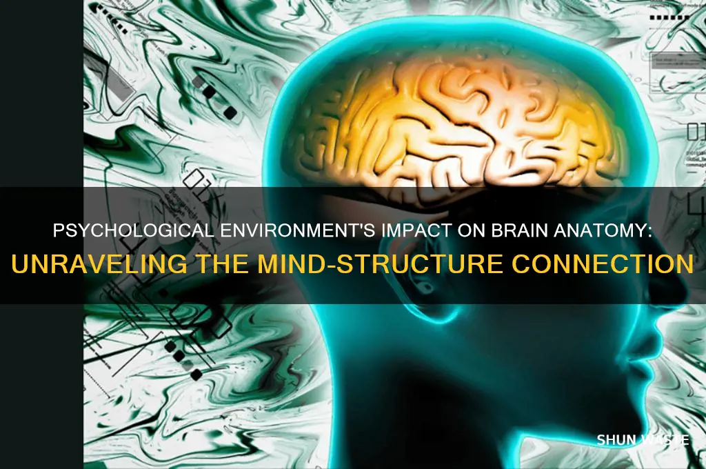 does the psychological environment affect the anatomy of the brain