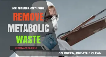 How the Respiratory System Eliminates Metabolic Waste: A Detailed Look