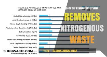 Respiratory System's Role in Eliminating Nitrogenous Waste: Fact or Fiction?