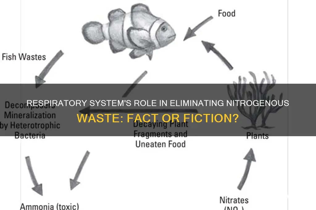 does the respiratory system removes nitrogenous waste