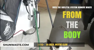 Skeletal System's Role in Waste Removal: Fact or Fiction?