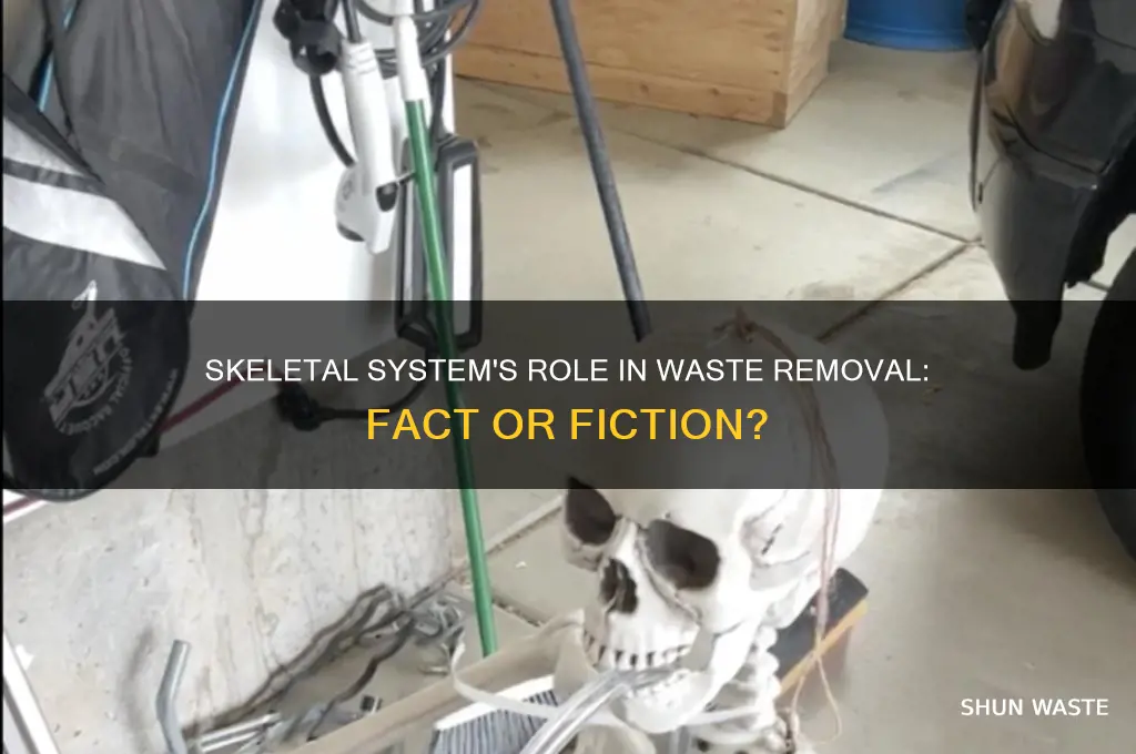 does the skeletal system remove waste from the body