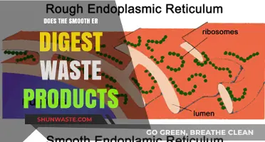 Does the Smooth ER Digest Waste? Unraveling Cellular Waste Management