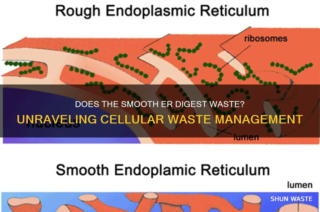 does the smooth er digest waste products