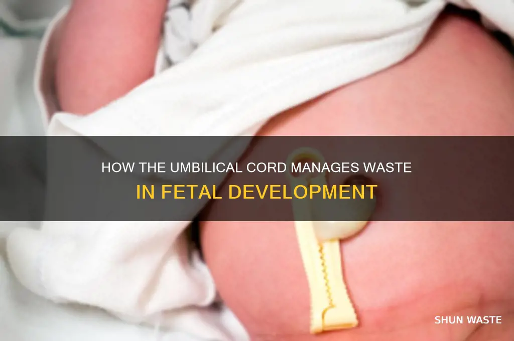 does the umbilical cord get rid of waste