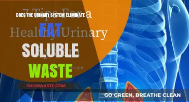 Urinary System's Role in Eliminating Fat-Soluble Waste: Fact or Fiction?