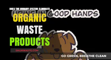 How the Urinary System Eliminates Organic Waste: A Comprehensive Guide
