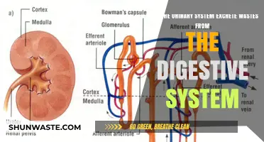 Urinary System's Role in Excreting Digestive Wastes: Fact or Fiction?