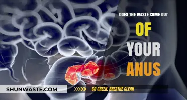 Understanding How Waste Exits the Body: The Role of the Anus