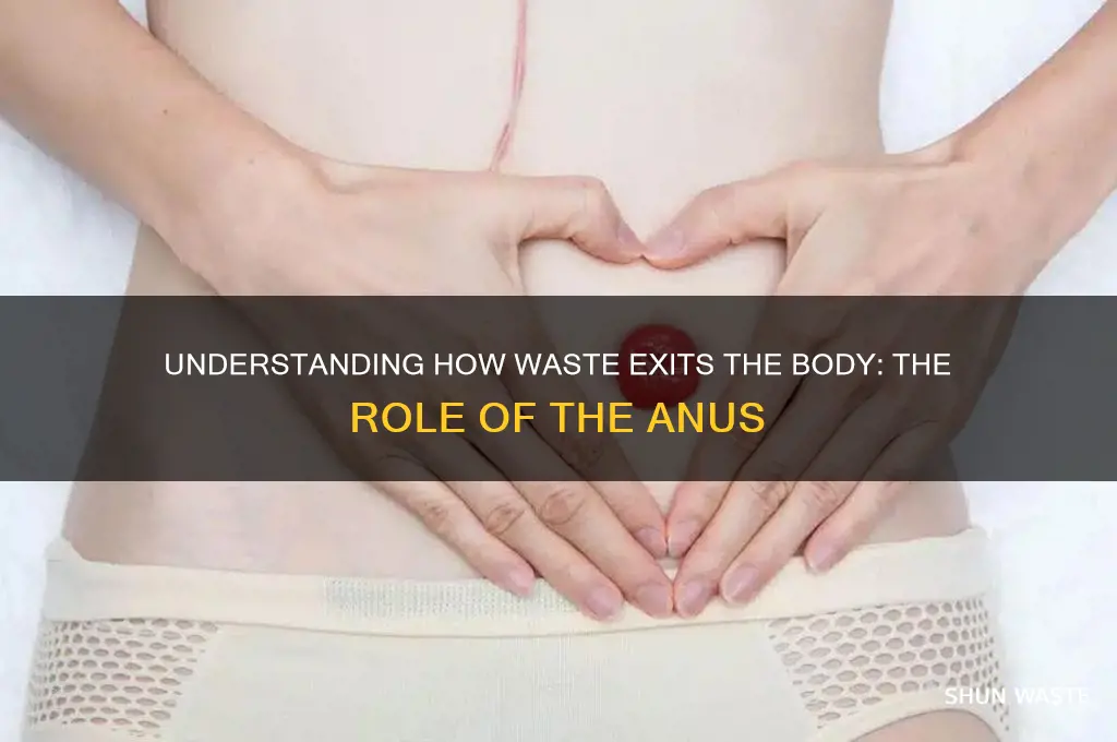 does the waste come out of your anus