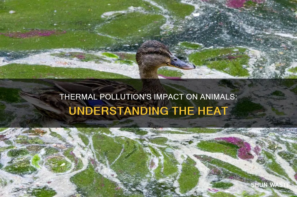 does thermal pollution affect animals