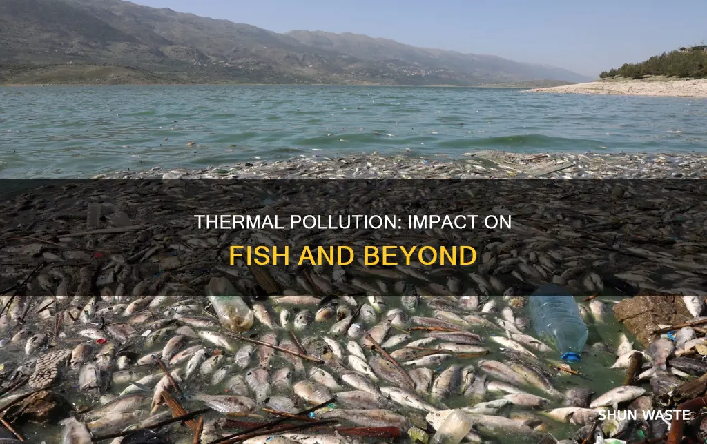 does thermal pollution affects only fish